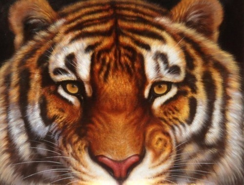 Тигр 775